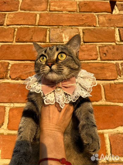 Кошечка Майя