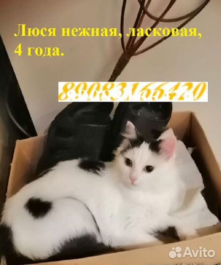 Котейки добрым хозяевам