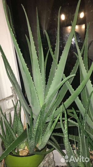 Алоэ лечебный