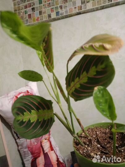 Маранта триколор