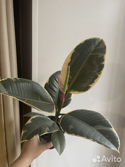 Фикус Тинеке и Абиджан