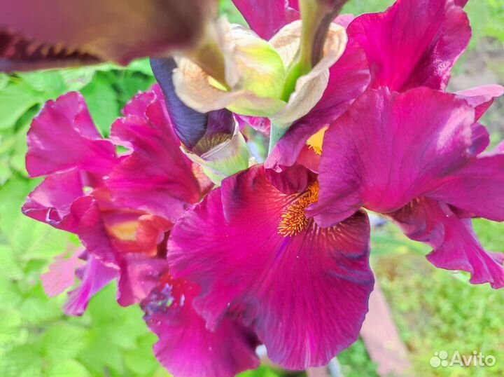 Ирисы бородатые сортовые