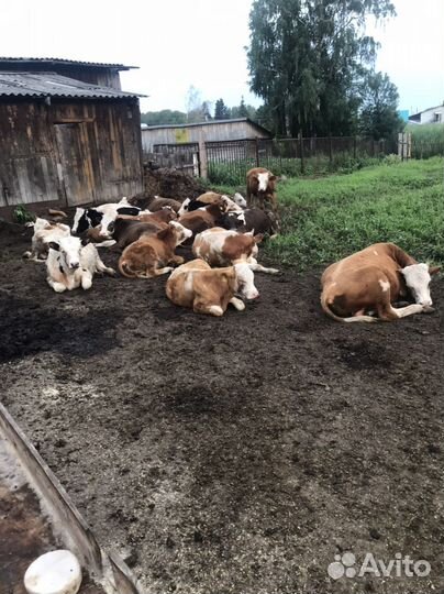 Бычки и быки