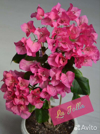 Бугенвиллея