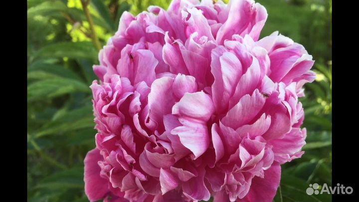 Сибирская роза,лук,медуница,живучка