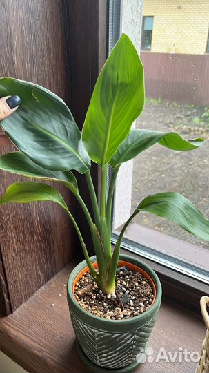 Стрелиция Регина