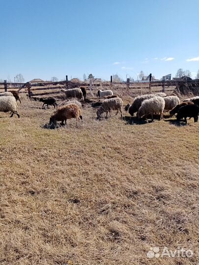 Овцы бараны