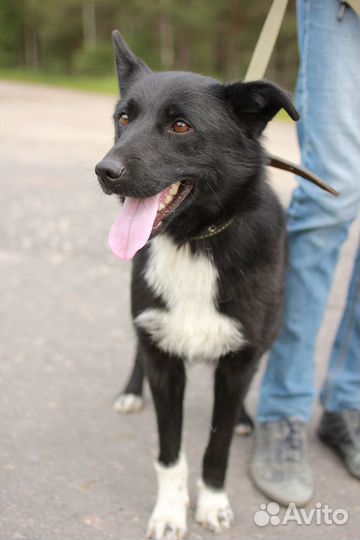 Собака Синди