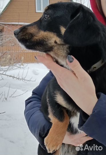 Маленькая собака