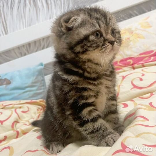 Шотландская вислоухая