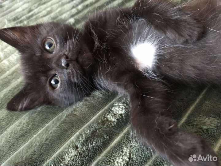 Котята