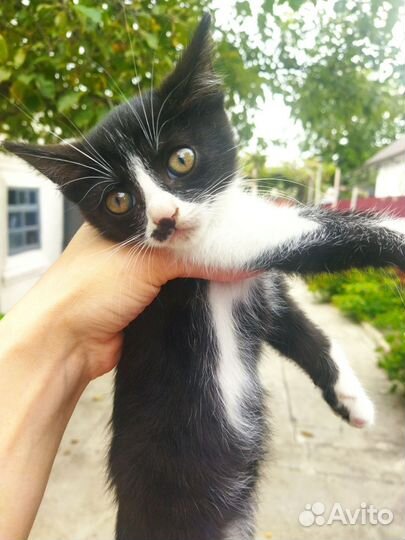 Кошка в дар