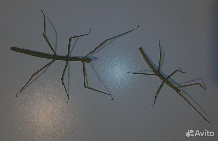 Аннамский палочник