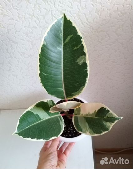 Фикус эластика Тинеке