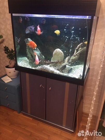 Большой качественный аквариум