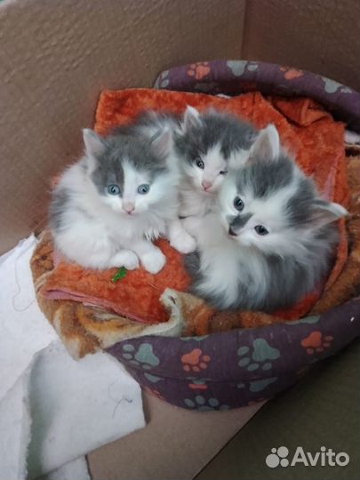 Котята в добрые руки