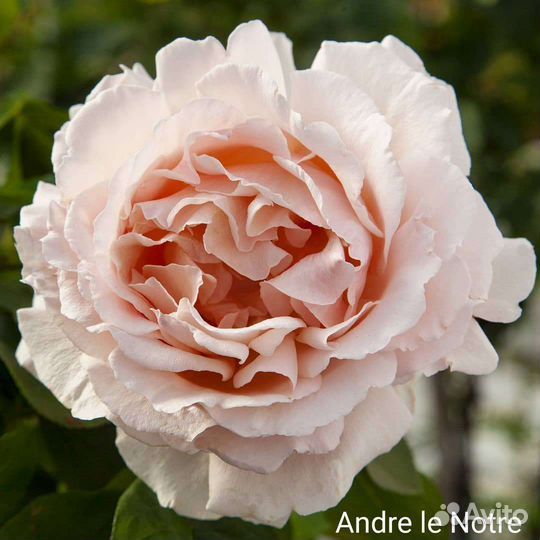 Розы чайно-гибридные