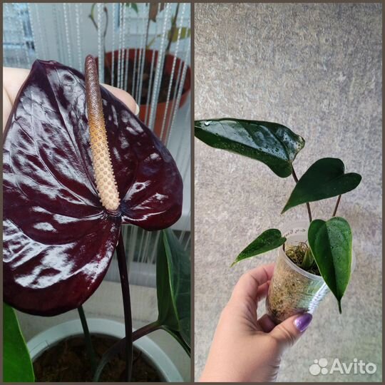 Антуриум (гибриды)