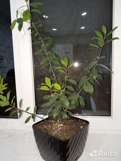 Лавровый лист