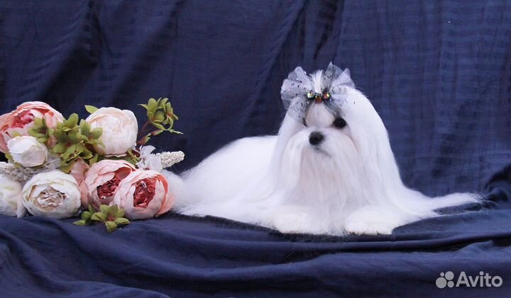 Мальтезе,кобель,предлагается для вязки