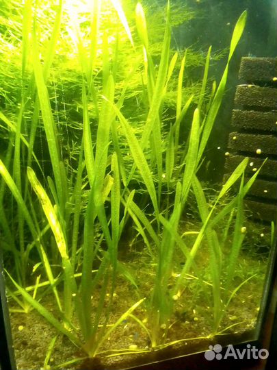 Аквариумные гидробионты и растения