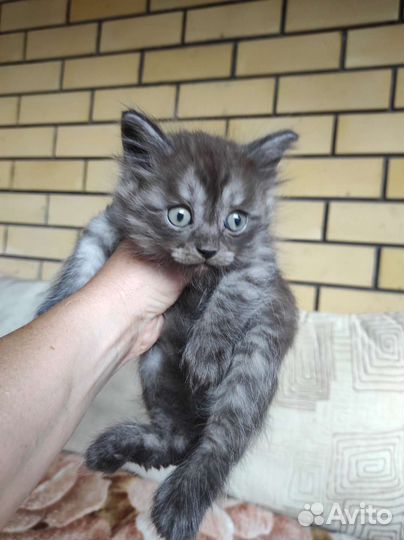 Котята от породистой кошки бесплатно