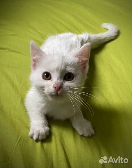 Пристраивается котёнок, 2 месяца