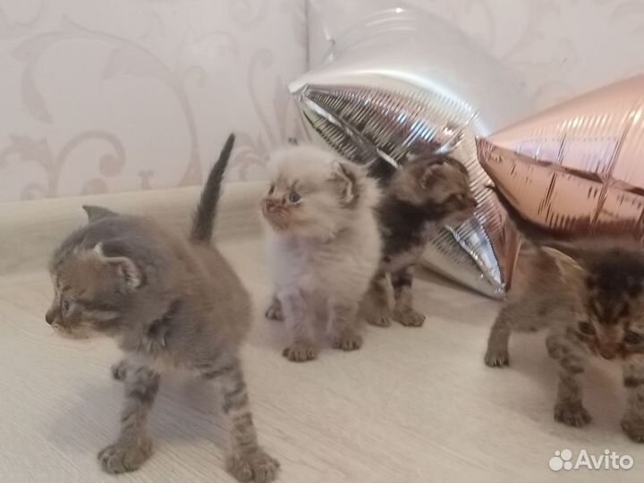 Котята в добрые руки бесплатно