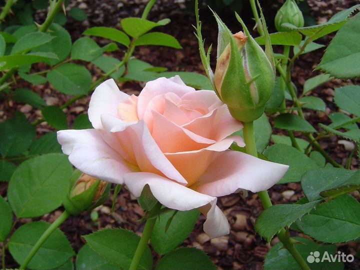 Розы кустовые