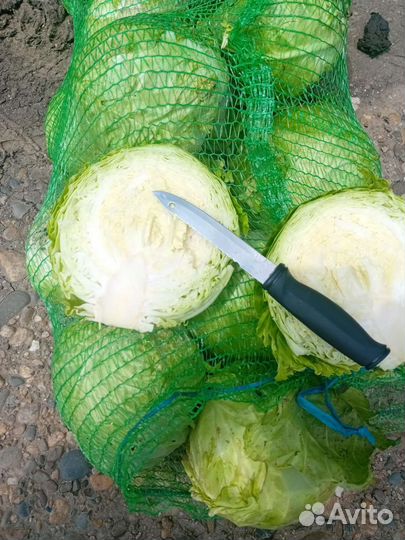 Капуста, овощи