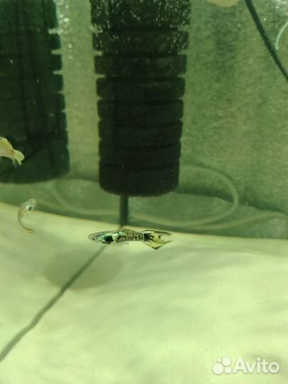 Аквариумные рыбки