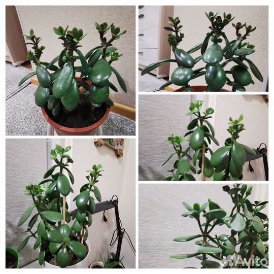 Экзотические комнатные растения