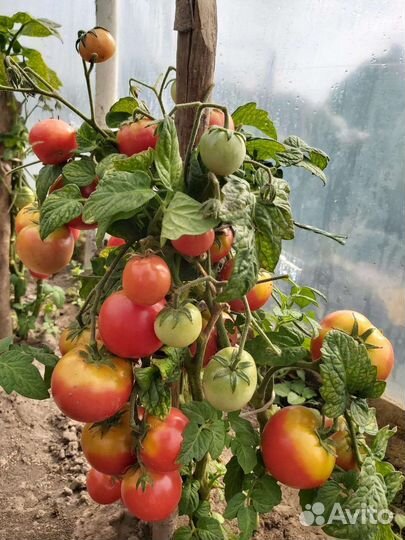 Овощная и Цветочная рассада