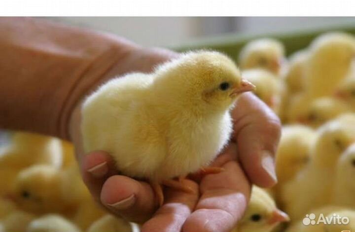 Суточные цыплята Бахчисарай