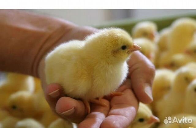 Суточные цыплята Бахчисарай