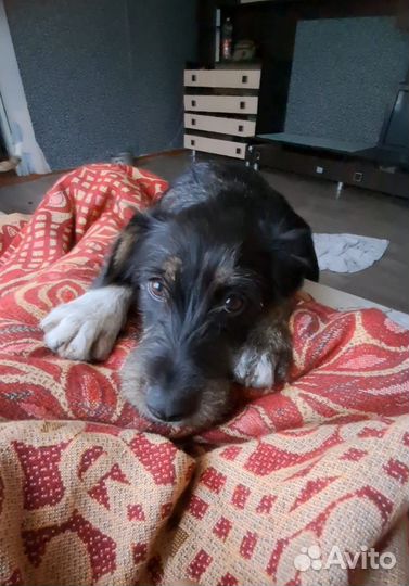 Собака в добрые руки