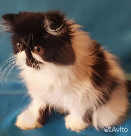 Персидский котенок