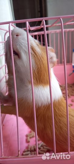 Морская свинка с клеткой