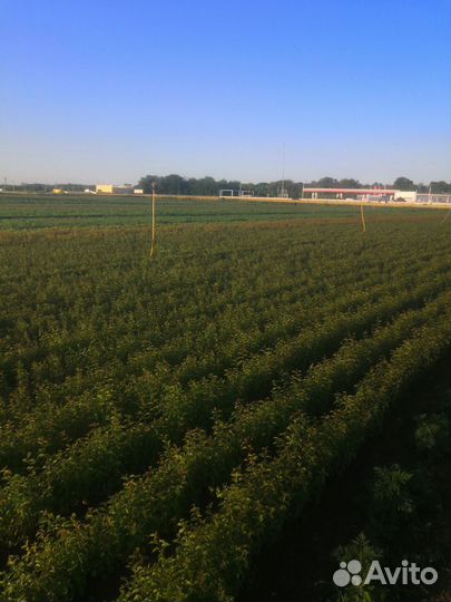 Посадочный материалы