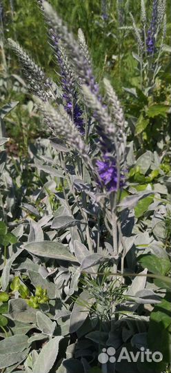 Вероника серебристая