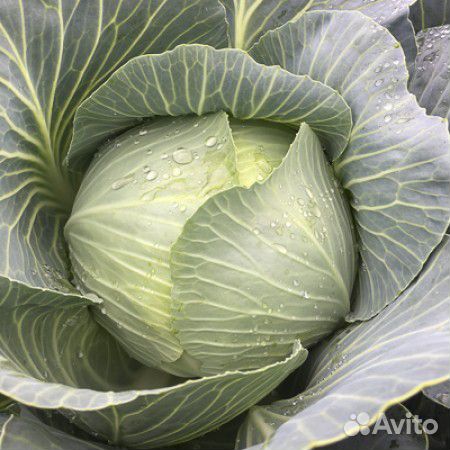 Семена Капусты 