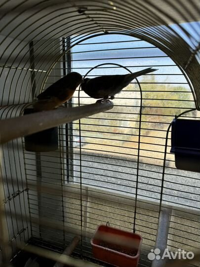 Кенара и канарейки