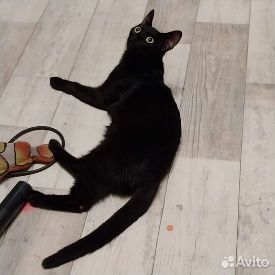 Кошка в дар с приданым