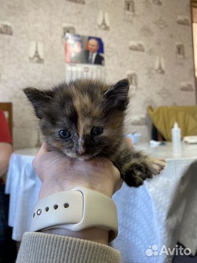 Котенок