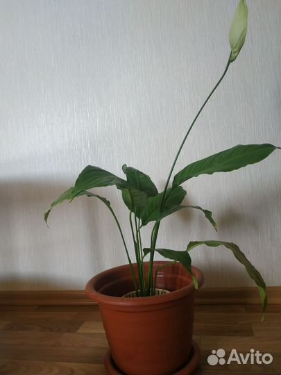 Спатифиллум