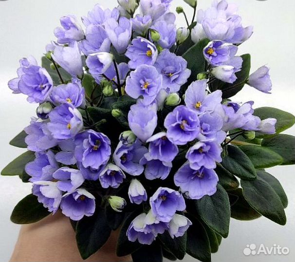 Листы сортовых мини фиалок