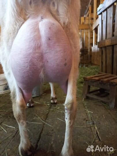 Козы, козлы