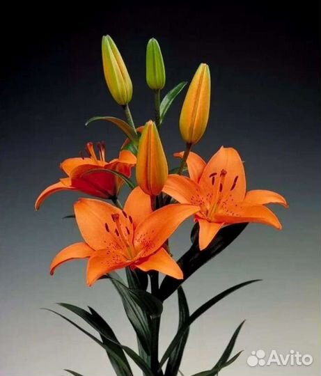 Садовые многолетники