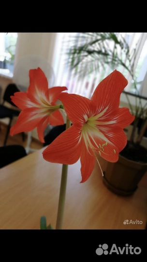 Гиппиаструм