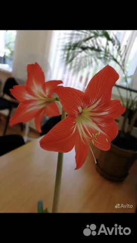 Гиппиаструм